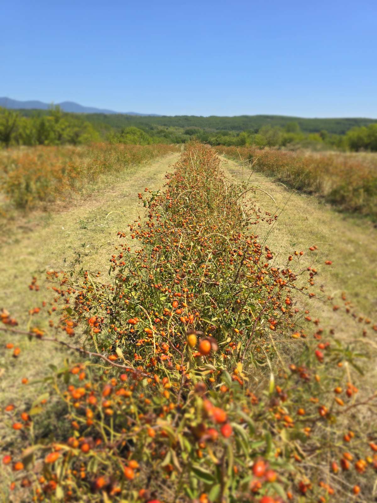 Zasad sorte Ideal Schmidt