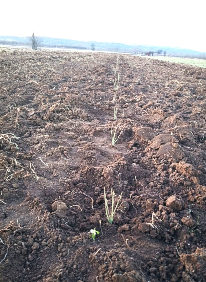 Mlade sadnice šipka